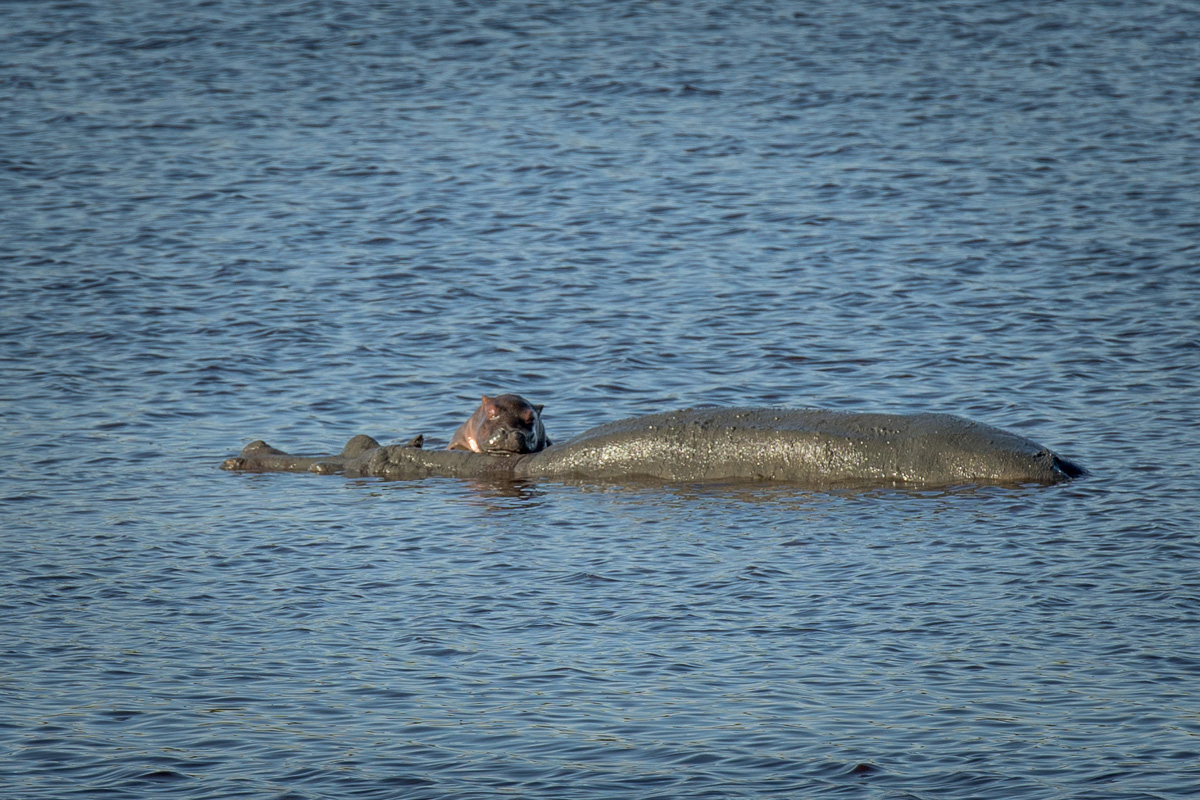 A female hippopotamus suns with its newborn on its back – an extremely rare sight.
